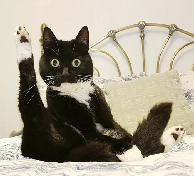 Котик прикол фото When Your Cat Meows, And You Meow Back... Beautiful cats, Cute cats, Cats