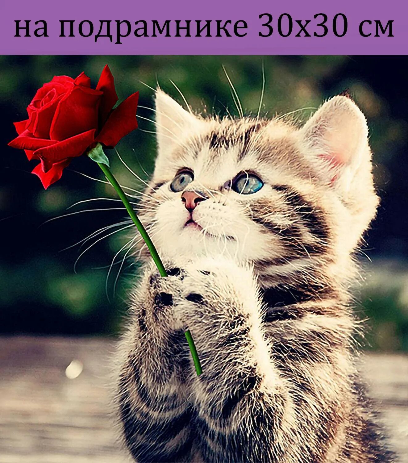 Котик просит фото Алмазная мозаика HWH0174 котенок с розой 30х30 на подрамнике - купить в Москве, 