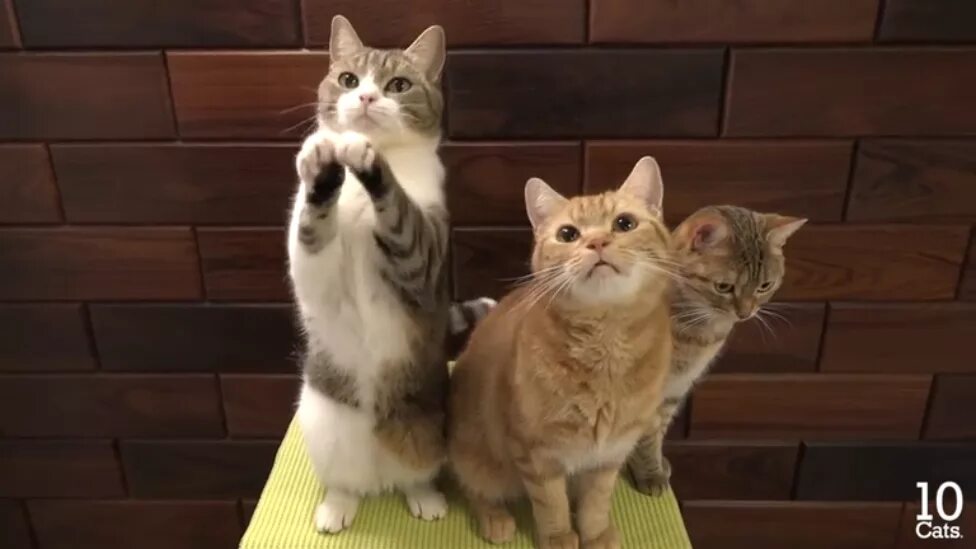 Котик просит фото Коты просят вкусняшки - смотреть видео онлайн от "Котик Котикович" в хорошем кач