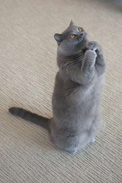 Котик просит фото 19 Interesting Facts About Cats You May Have Not Known Cute cats, Beautiful cats