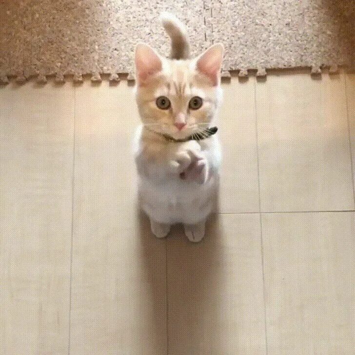 Котик просит фото Hmmm ? cant figure out kitten sign language ? Sam's Board Cute animals, Cute cat