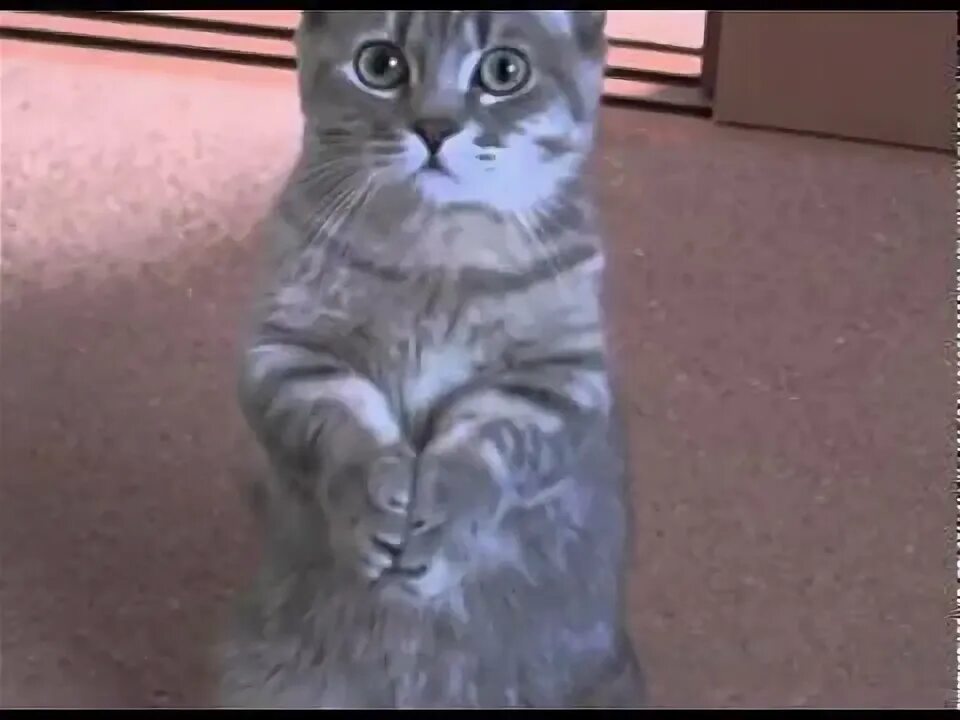 Котик просит фото cat asks to eat in a funny way! Kittens lovers - YouTube