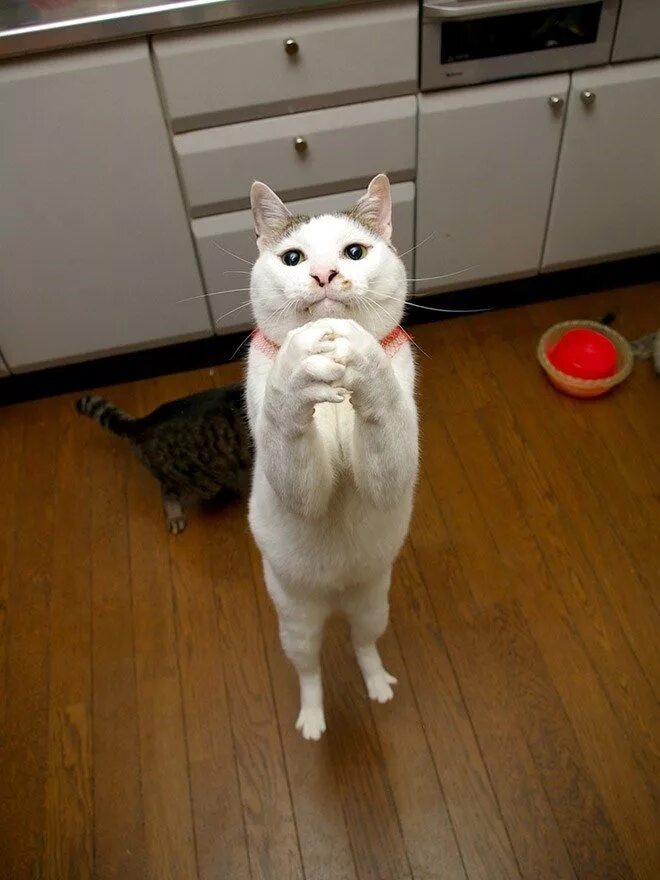 Котик просит фото 18 Cats That Are Praying For The Weekend Cats, Funny cat memes, Kitten drawing