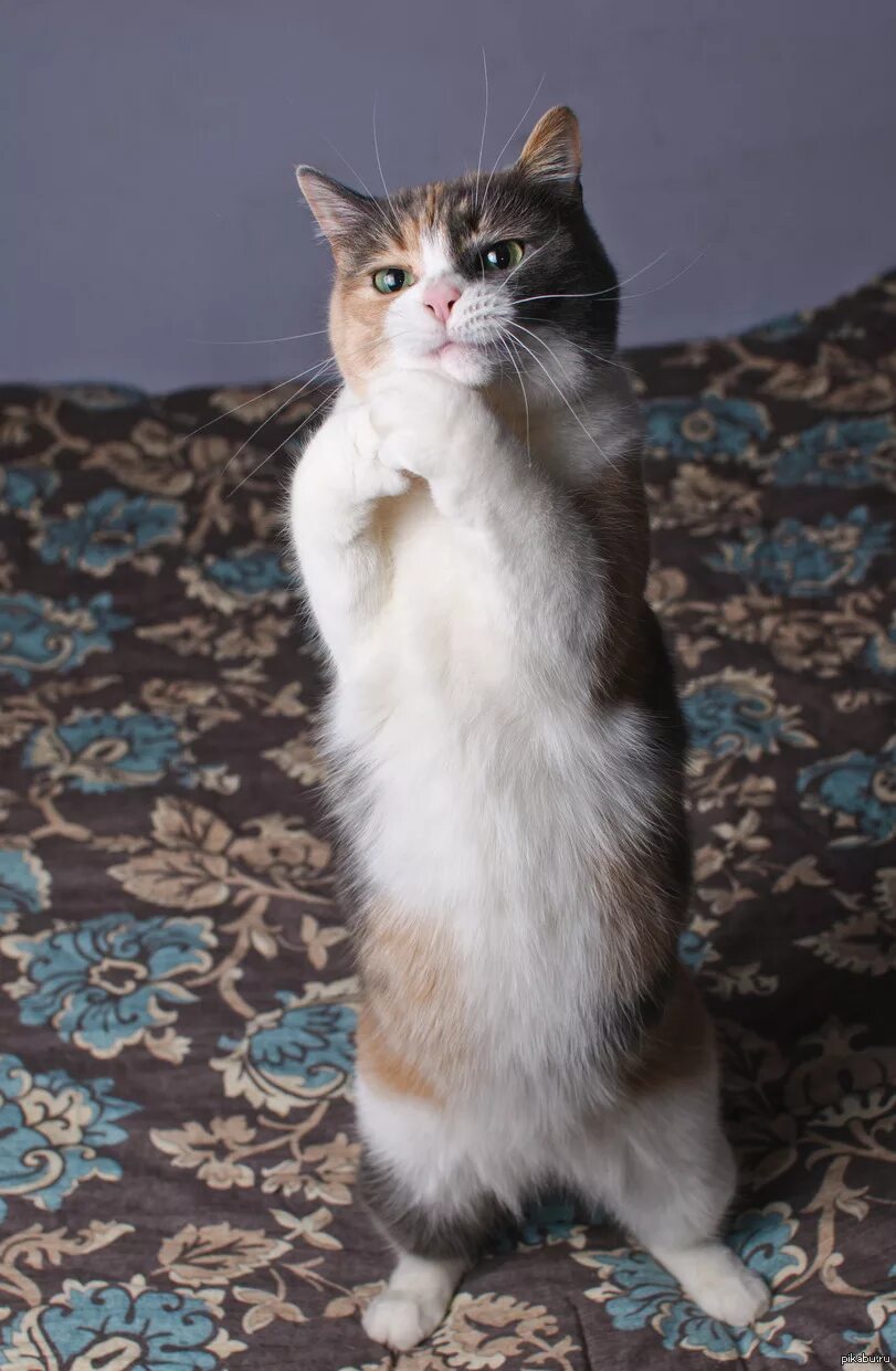 Котик просит фото Мимишный котейка :) Пикабу