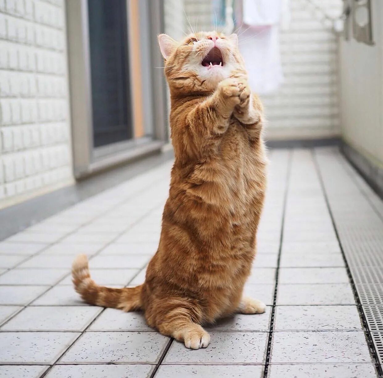 Котик просит фото Pin di Jumping & Dancing cat