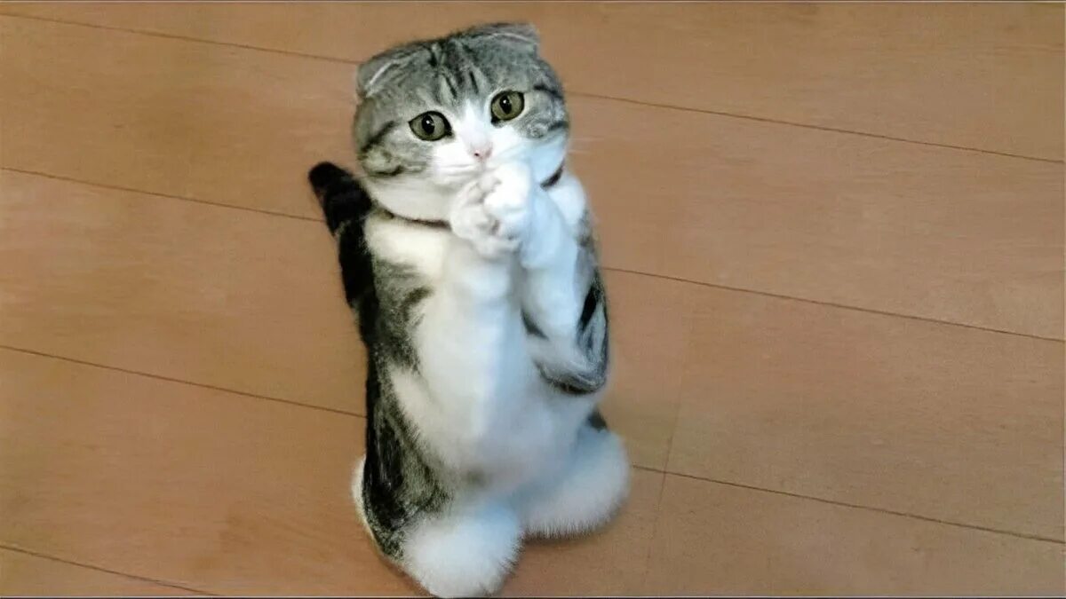 Котик просит фото Просители, которым невозможно отказать Fishki.Net Дзен