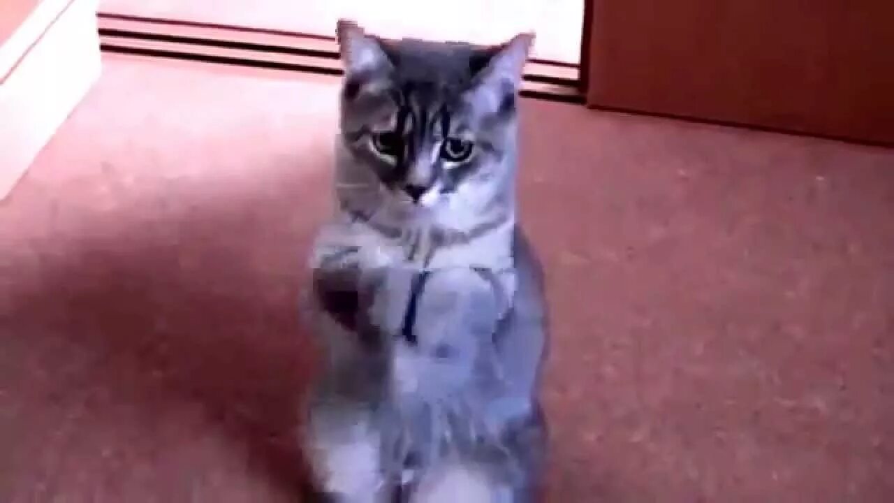 Котик просит фото Funny Pet Accidents and Crazy Animals - YouTube