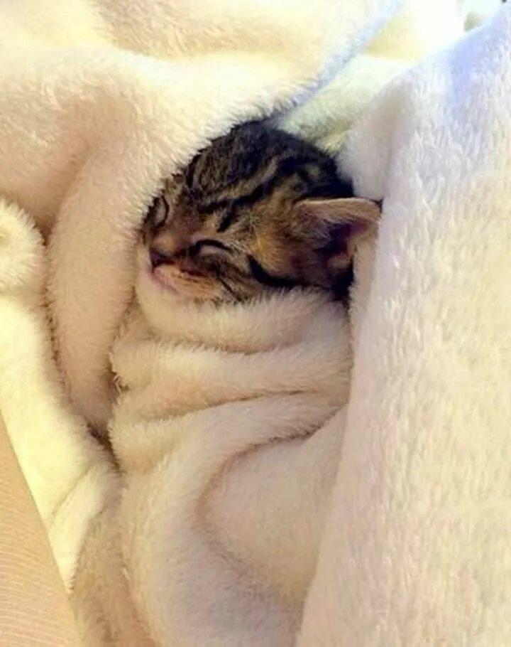 Котик проснулся фото Pin on All about Felines: Kittens, Cats & Big Cats Cute baby animals, Cute anima