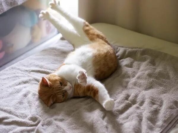 Котик проснулся фото Forever, c'est pour les rêveurs... Котята, Смешные животные, Милые котики