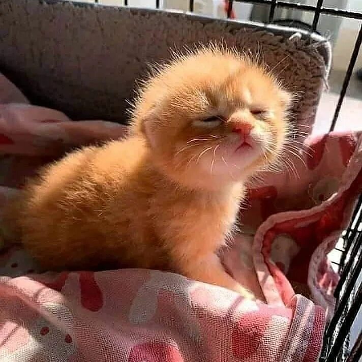 Котик проснулся фото Puffy Smol Cat! Baby cats, Cute cats, Cute animals