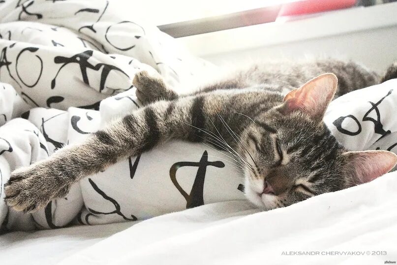 Котик проснулся фото Утро - хоть и не большой праздник, зато постоянный! С добрым утром! Нежного проб