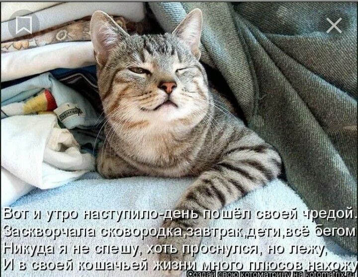 Котик проснулся фото Pin by Stella on Животные Animals, Cats