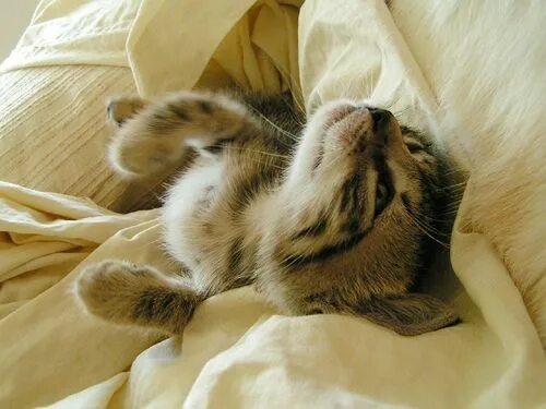Котик проснулся фото Pin by Stella Brickroad on Kittehs Kittens cutest, Kitten pictures, Cute animals