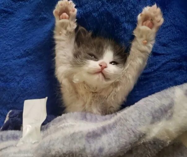 Котик проснулся фото пора вставать! 2021 Усатики Планета котеек ВКонтакте