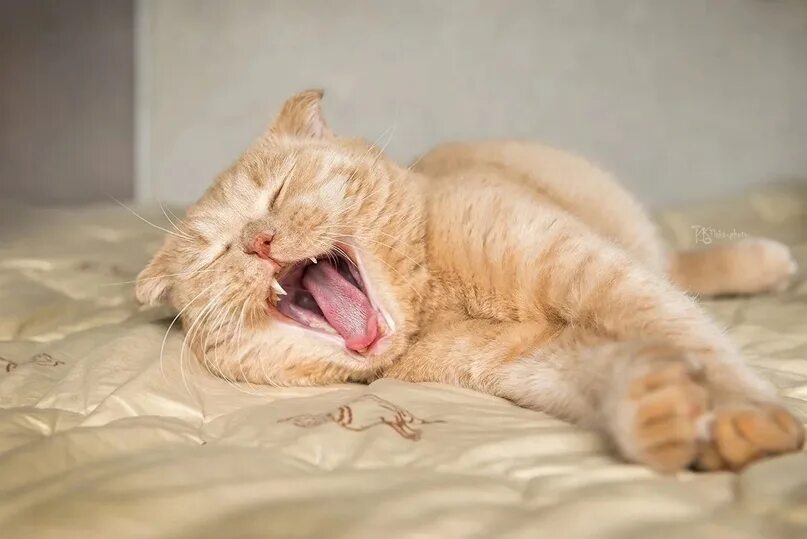 Котик проснулся фото Утро. Так здорово просыпаться оттого, что солнечный лучик щекочет глаза 2023 Кош