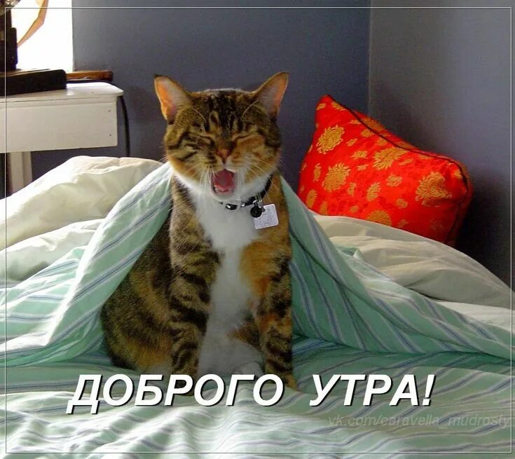 Котик проснулся фото Pin en Утренние сообщения Gatos