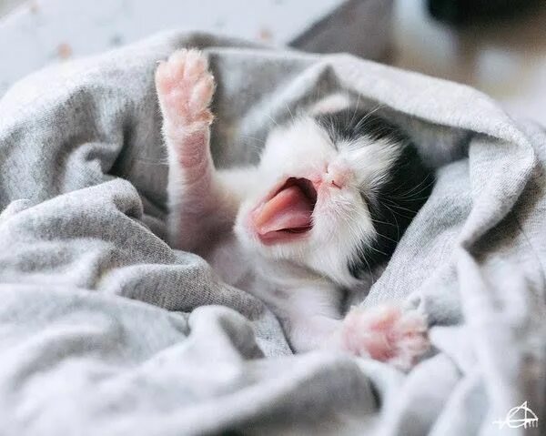 Котик проснулся фото Pin by Cindy Allen on Stuff to Buy Cats, kittens, Cute cats, Baby cats