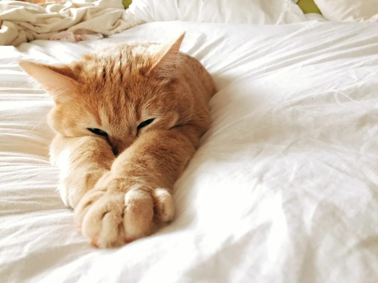 Котик проснулся фото rachael anthoney Cute cats, Cats, Dog cat