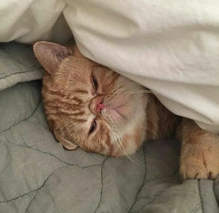 Котик проснулся фото Когда ты ложишься и знаешь, что завтра не выходной. Funny animals, Cats, Animals