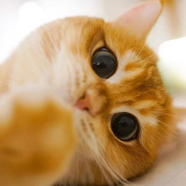 Котик с большими глазами фото Pin by KTRN on Cats Funny animal pictures, Animals, Funny animals