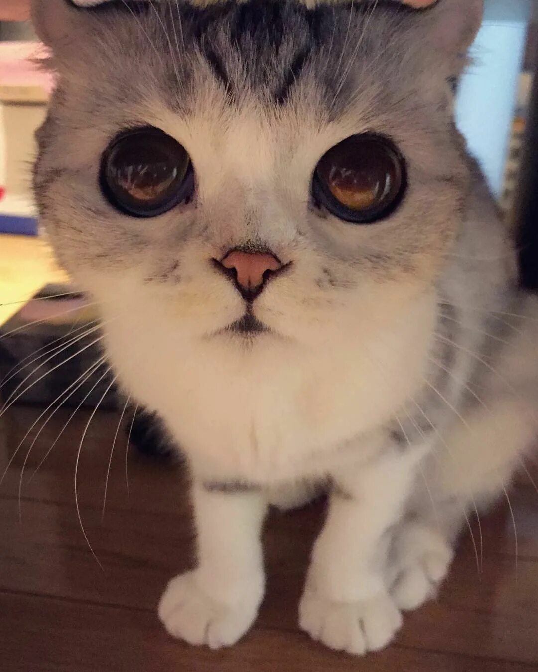 Котик с большими глазами фото Pin on хана-обворожительная кошка Kitty, Big eyes, Animals