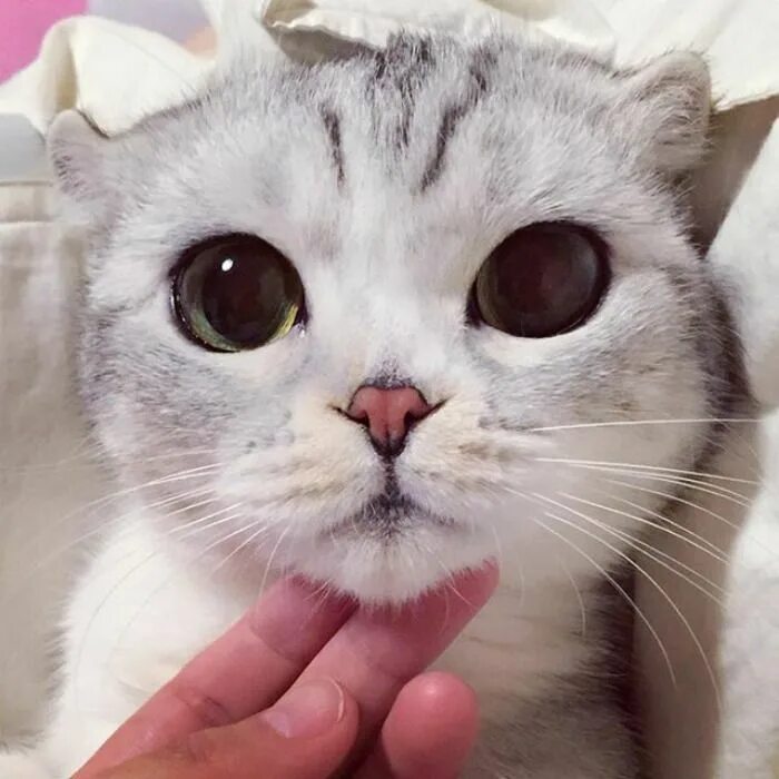 Котик с большими глазами фото Pin on Cats & Kitties