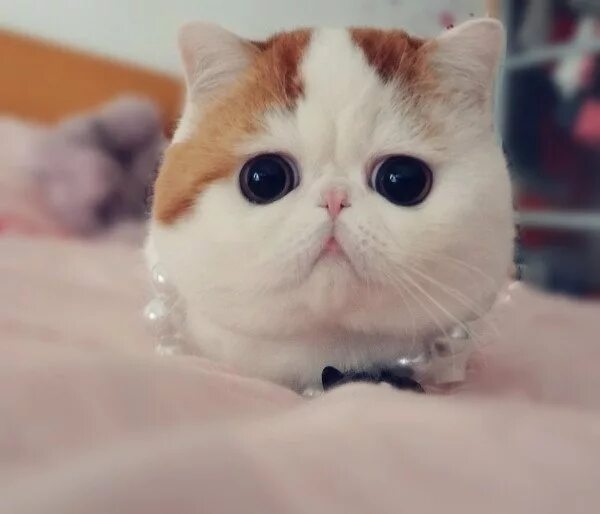 Котик с большими глазами фото I love you kitty Самые милые животные, Кот снупи, Кошки и котята