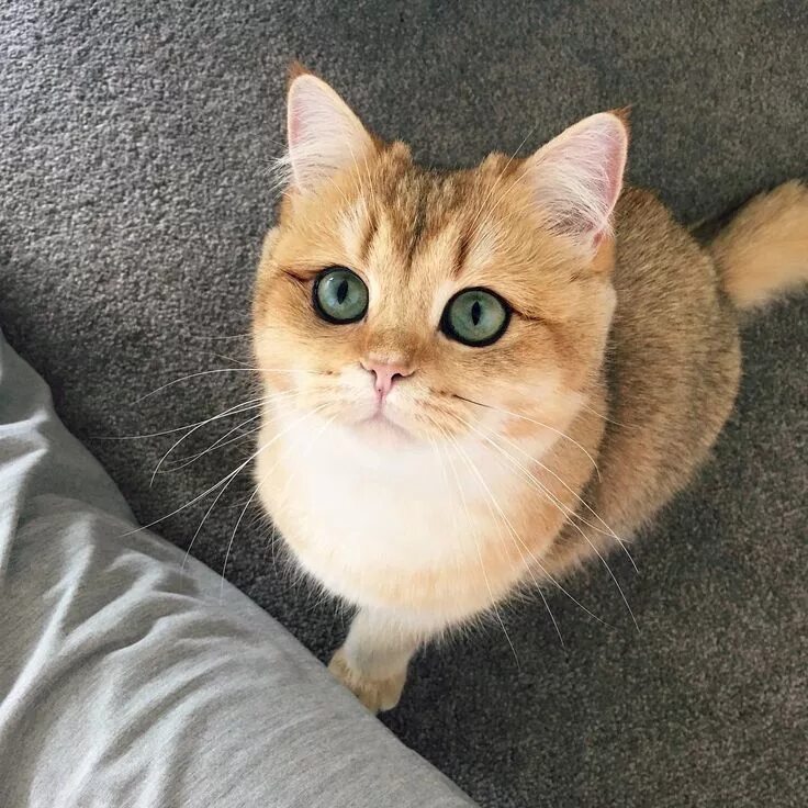 Котик с большими глазами фото Pumpkin the Purr Machine (Golden British Shorthair) . . . #pumpkinthepurrmachine