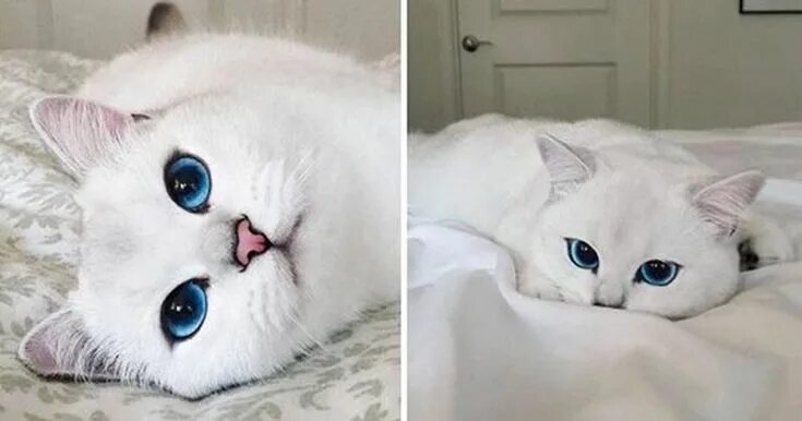Котик с большими глазами фото Funny cats Sevimli kedi yavruları, Komik kediler, Hayvanlar