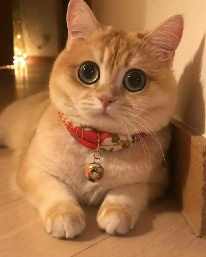Котик с большими глазами фото Épinglé sur Buenas noches Chat trop mignon, Animaux mignons, Chats adorables