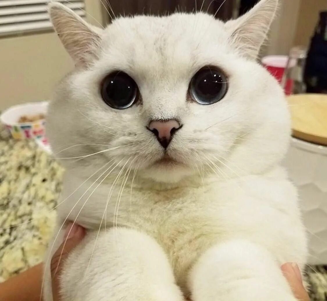 Котик с большими глазами фото 19 Cats With Puppy Dog Eyes