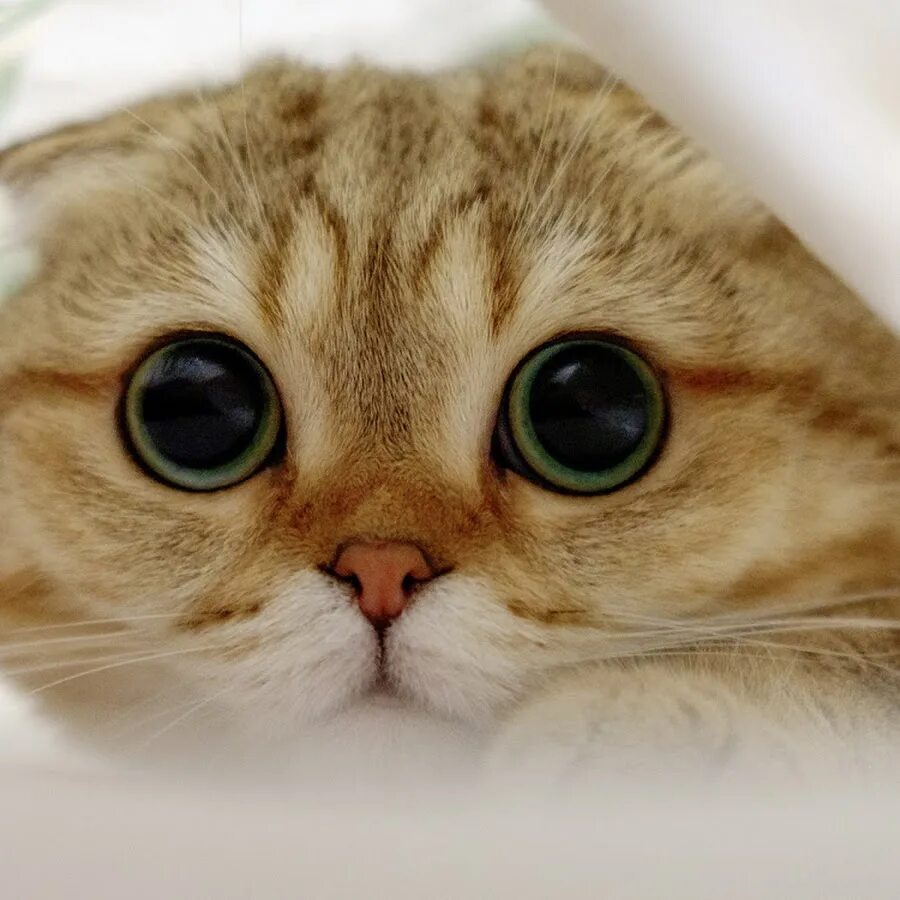 Котик с большими глазами фото Charming Cats - YouTube