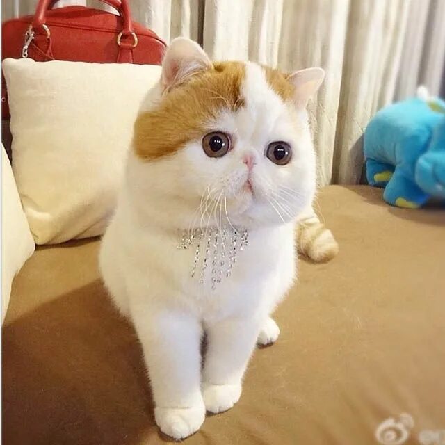 Котик с большими глазами фото snoopy-babe_8.jpg (640 × 640)
