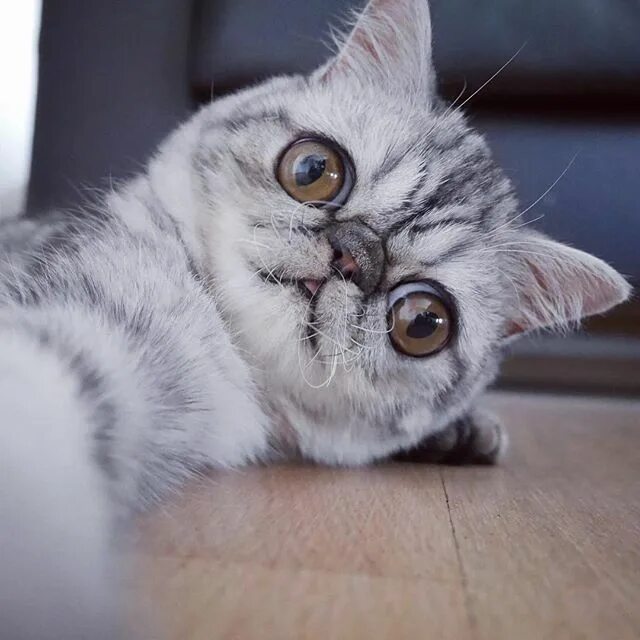 Котик с большими глазами фото "Herman is known for his big eyes and loving nature. He is also known as the sca