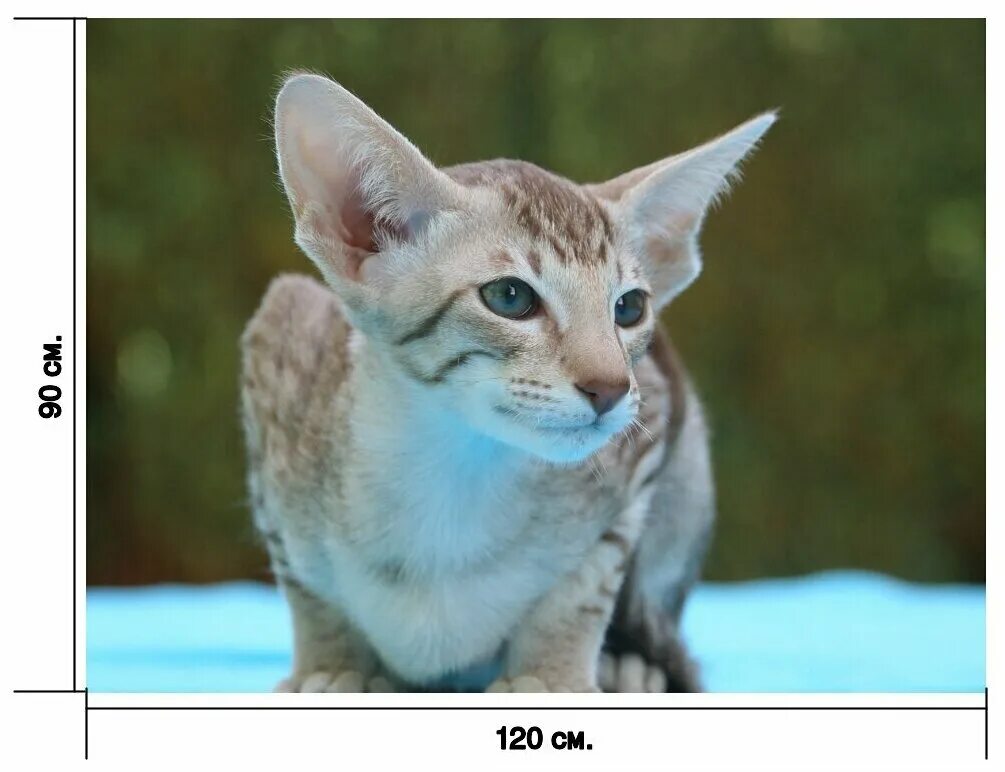 Котик с длинными ушами порода фото Картина на холсте "Кот, котенок, кошка ребенок" 120x90 см. с алюминиевым подвесо