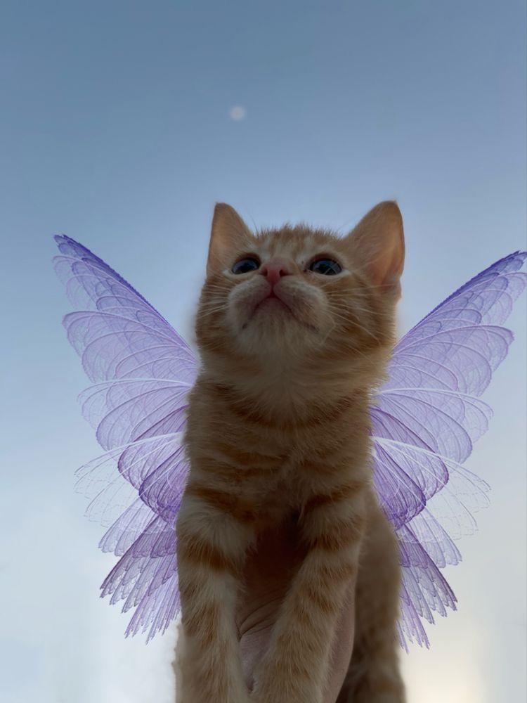 Котик с крылышками фото Pin by Sikorki on Kotki4 Cute cats photos, Pretty cats, Beautiful cats