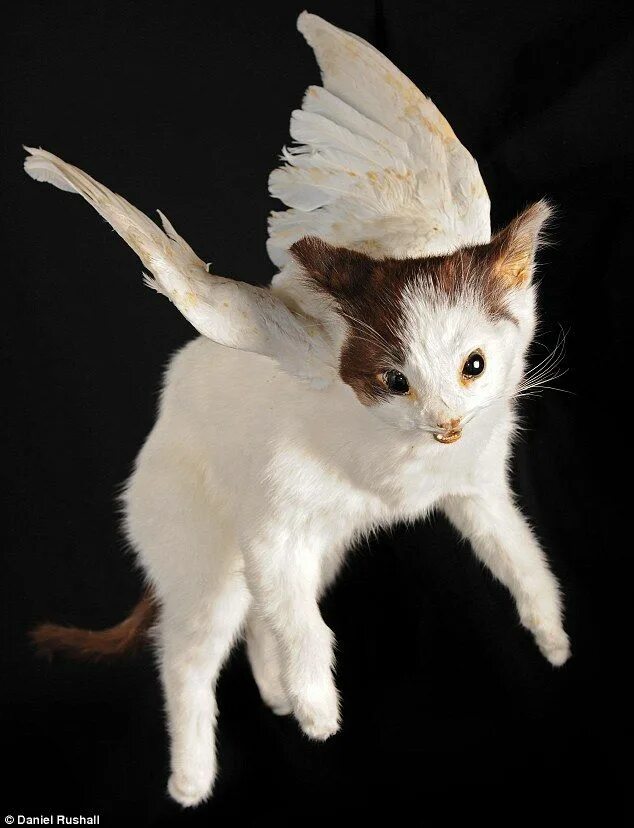 Котик с крылышками фото Yetis, unicorns and even flying kittens: Inside the worlds zaniest zoo Taxidermy