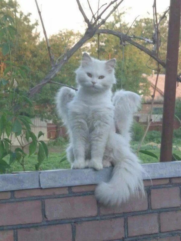 Котик с крылышками фото 27 Pics That Will Mess With Your Sense of Perspective. Очаровательные котята, Ми