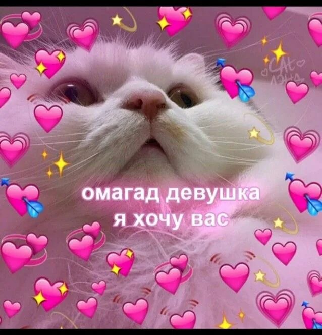 Котик с сердечком фото на аву Pin af 888 på Memes & пикчи на каждый день