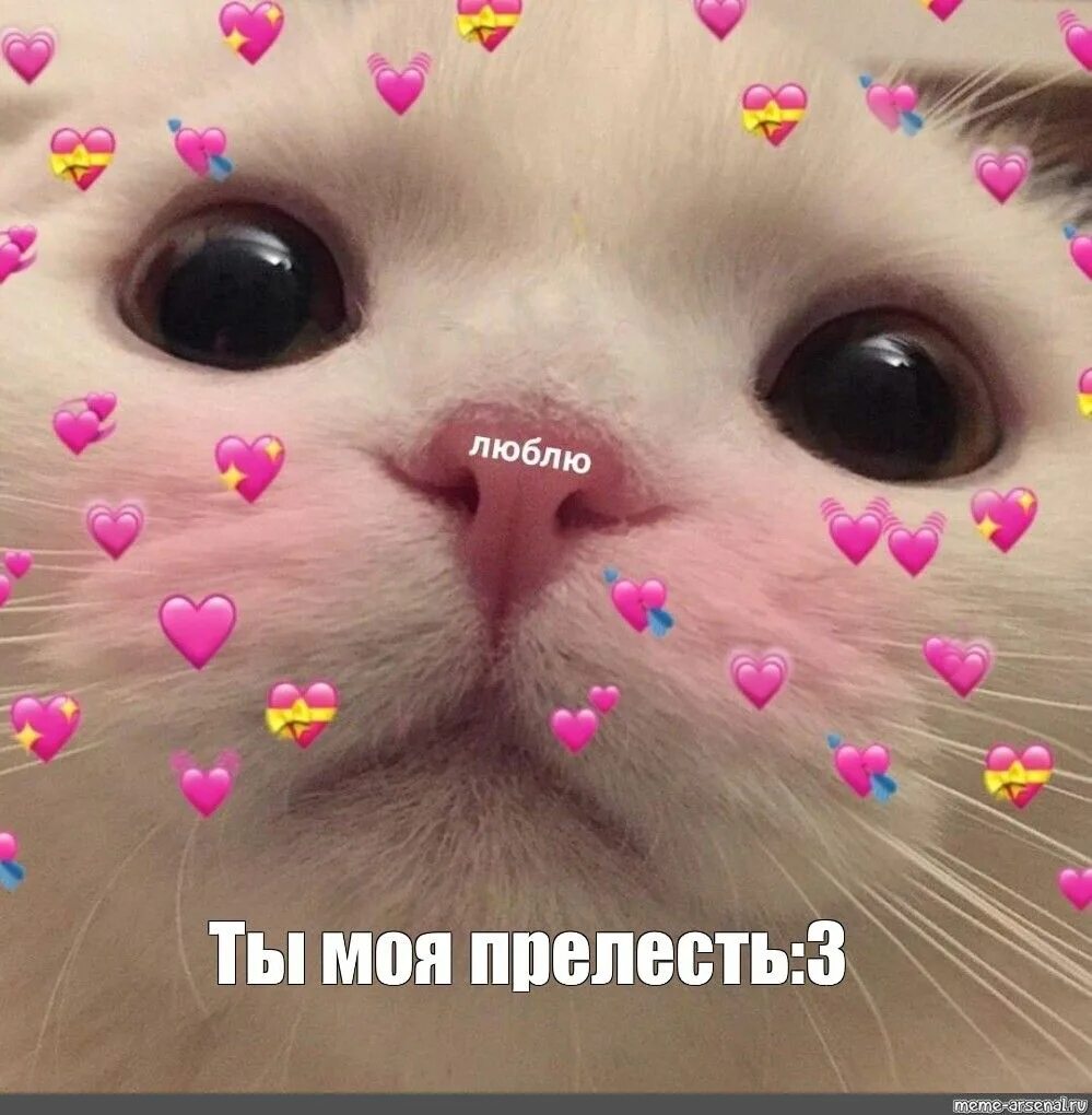 Котик с сердечком фото на аву Fastest and easy online meme generator :) Милые котики, Смешные фото кошек, Смеш