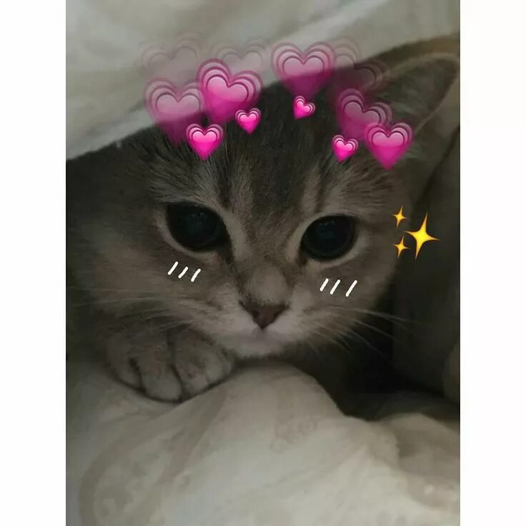 Котик с сердечком фото на аву Пин на доске Boss ♕ Милый кот, Мемы про котов, Смешные кошки