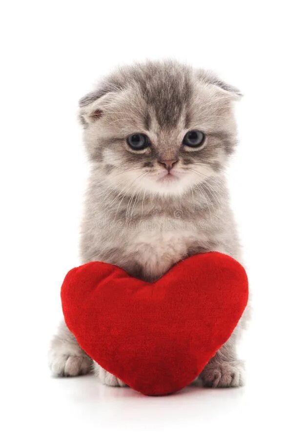 Котик с сердечком фото на аву 27,462 Kitten Toy Stock Photos - Free & Royalty-Free Stock Photos from Dreamstim