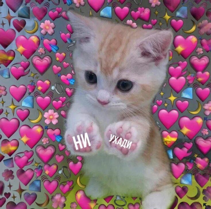 Котик с сердечком фото на аву ❤ ️° Пикчи ° ✨ Cute love memes, Cat mem, Cute memes