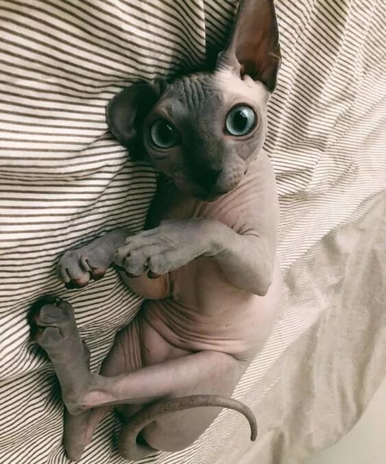 Котик сфинкс фото Top 6 Cats Breeds That Are Most Friendly Toward Strangers - CatTime Sphynx cat, 