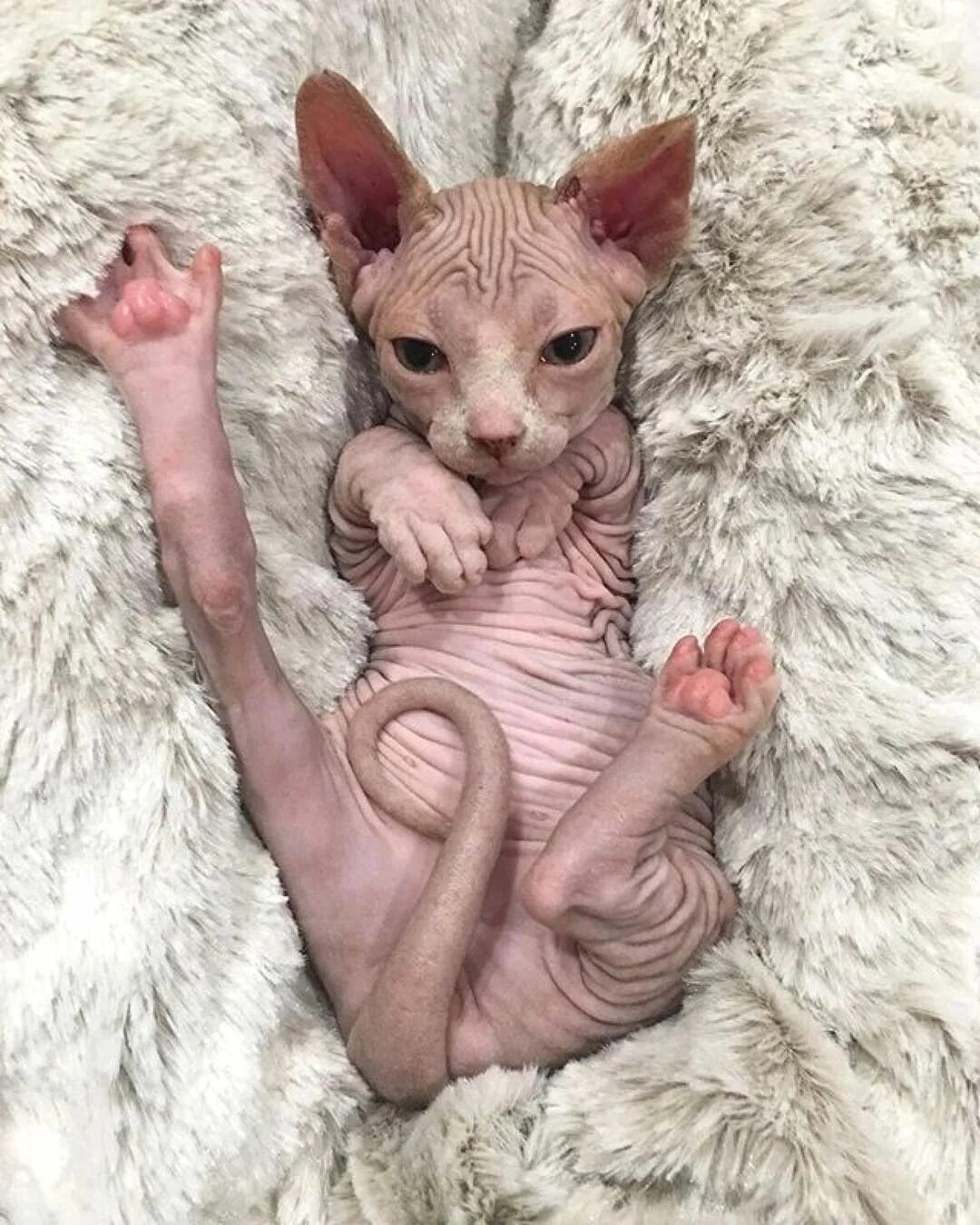 Котик сфинкс фото Pin on Cat