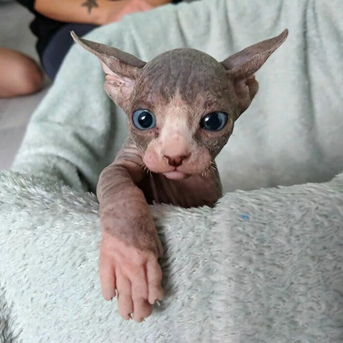 Котик сфинкс фото Котята-сфинксы - самые очаровательные монстрики! Cute hairless cat, Hairless kit