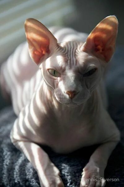 Котик сфинкс фото 16 Cool Pictures of Sphynx Cats Beautiful cats, Sphynx cat, Cute cats