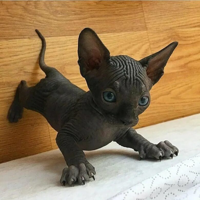 Котик сфинкс фото Котята канадского сфинкса - купить в Белово, цена 4 500 руб., продано 9 декабря 