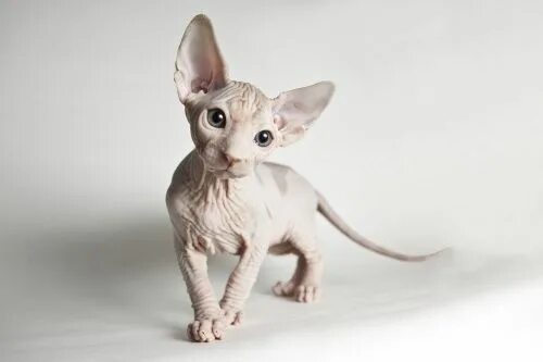 Котик сфинкс фото Pin on art - кот Сфинкс