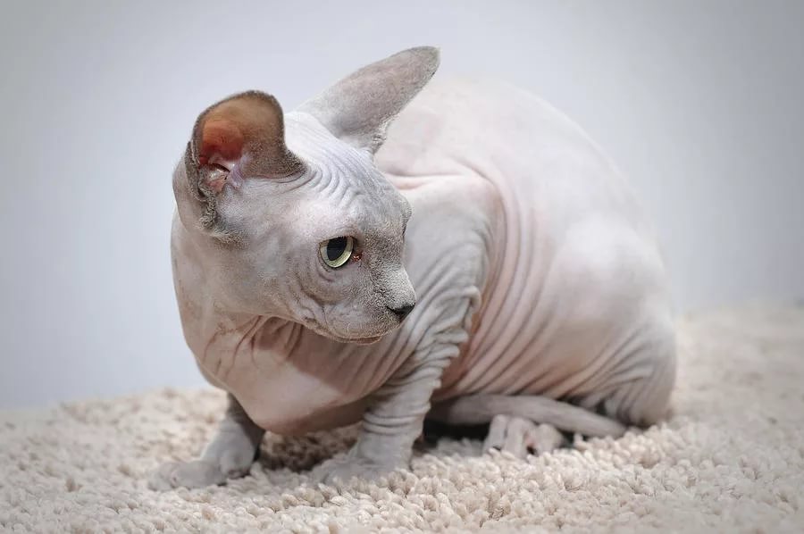 Котик сфинкс фото Канадский сфинкс: описание, особенности ухода и кормления